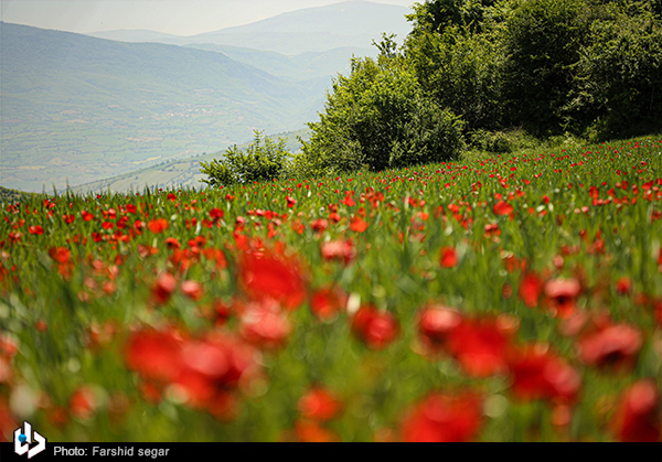 دشت گل‌های شقایق وحشی در مازندران