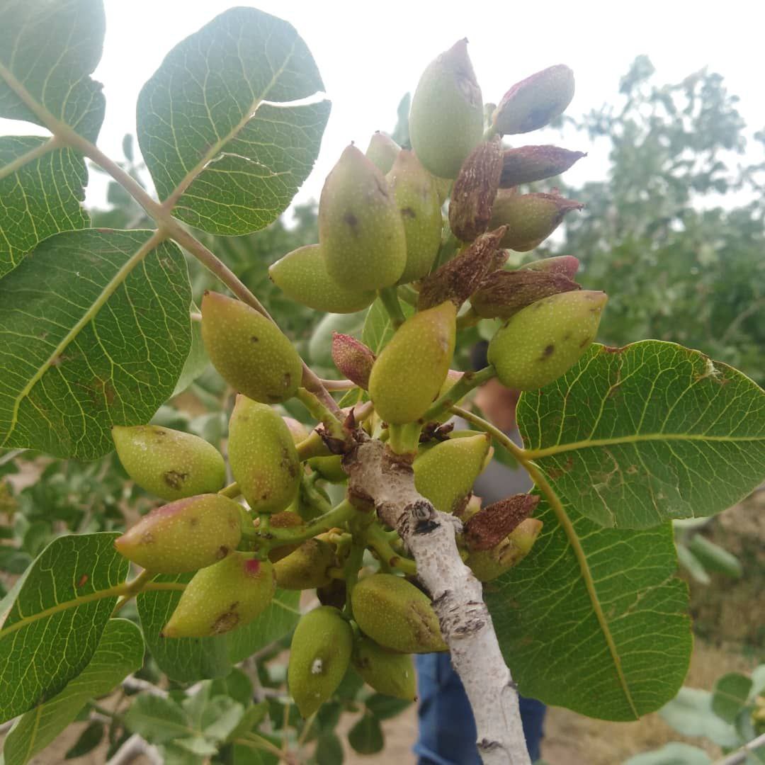 خسارت ۶۰ درصدی تگرگ به باغات پسته مهولات