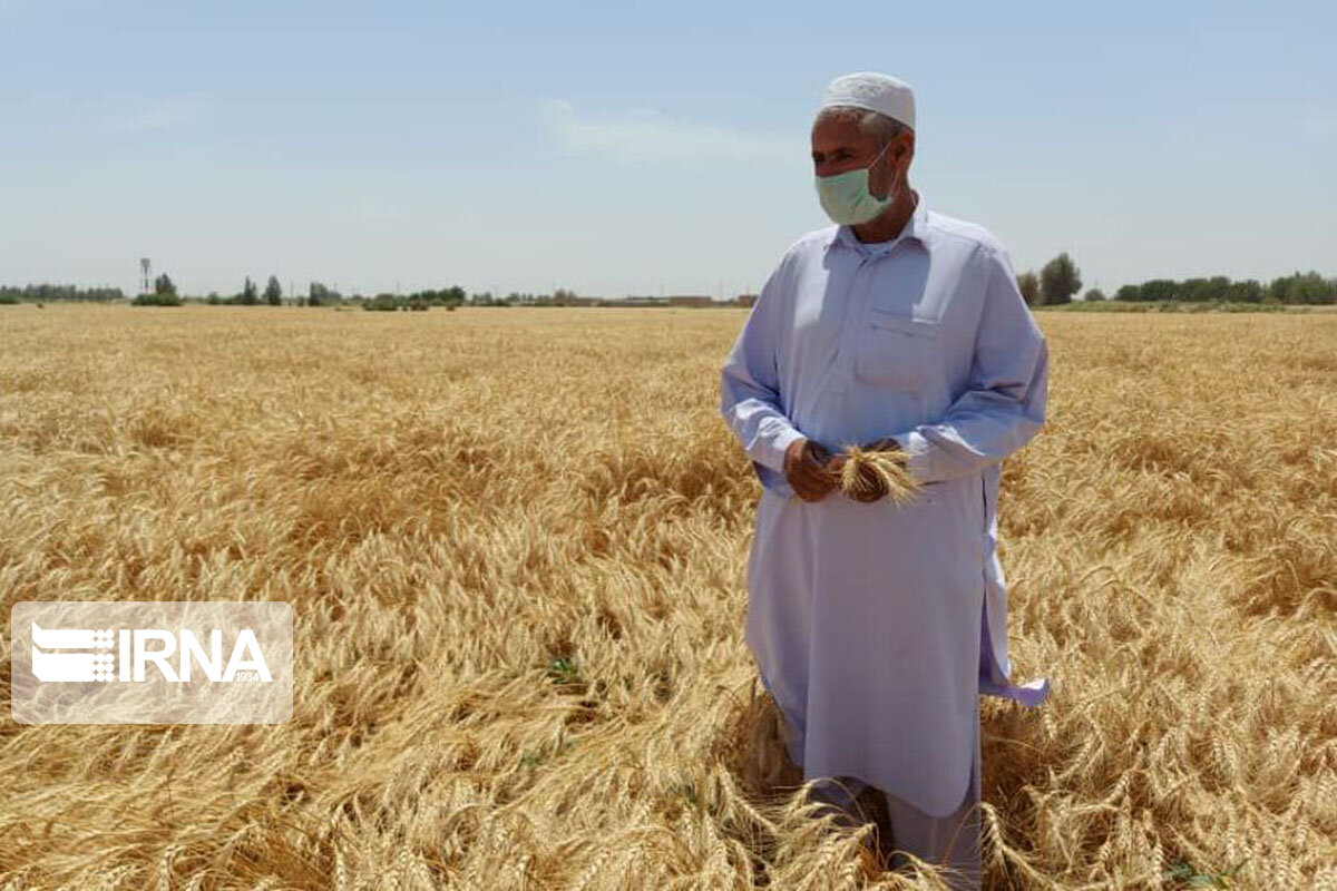 عکس/ آغاز برداشت گندم از مزارع دشت سیستان