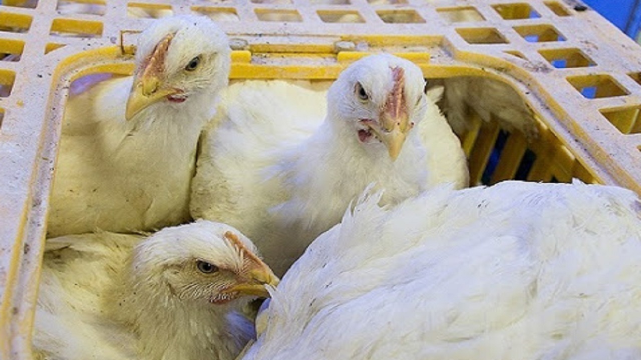 بیش از ۳ تن مرغ زنده قاچاق در رزن کشف شد