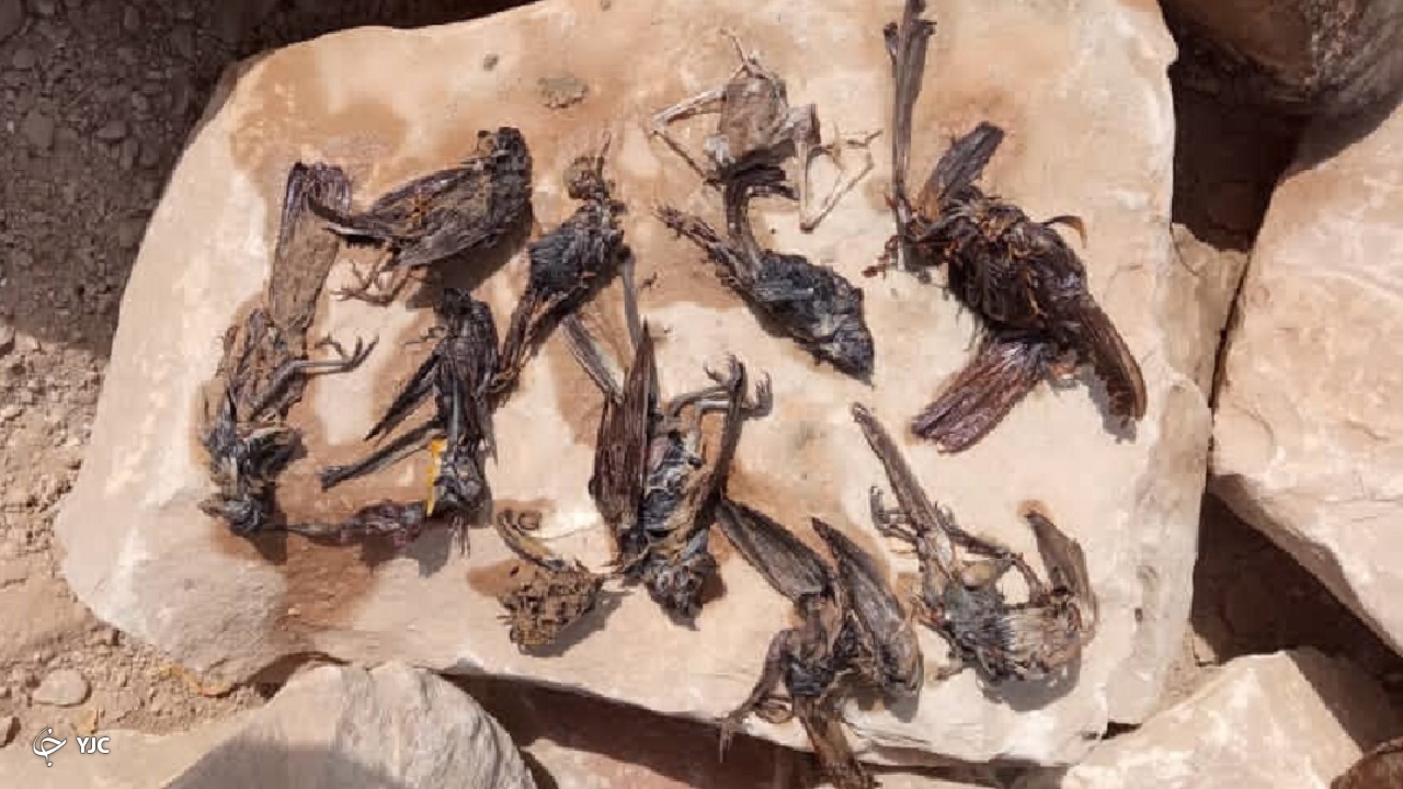 مرگ پرندگان این بار در ساحل گناوه
