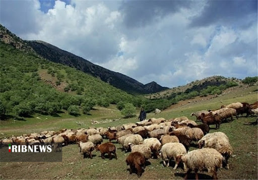 کاهش ۶۵ درصدی تولید علوفه در کردستان