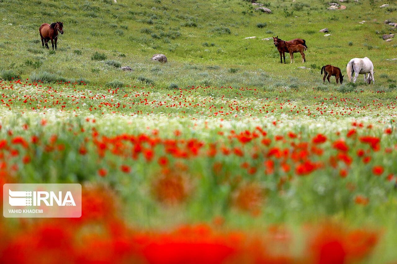 دشت شقایق‌های وحشی در بجنورد