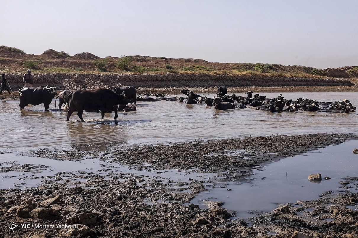 عکس/ کمبود آب بلای جان گاومیش‌های خوزستان