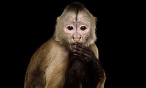 ویرایش ژن باعث کاهش کلسترول در خون میمون‌ها شد