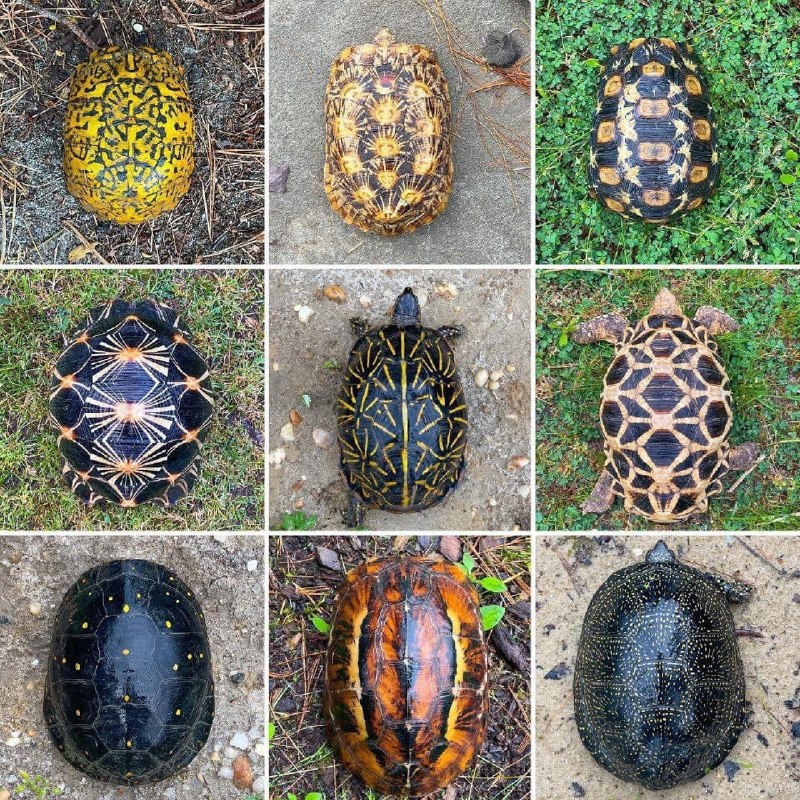 طرح‌های متنوع روی لاک لاک‌پشت ها