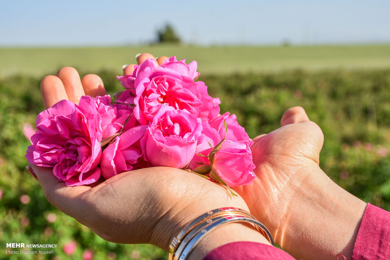بانوی کارآفرین؛ از کانادا تا مزرعه گل محمدی در ساروق