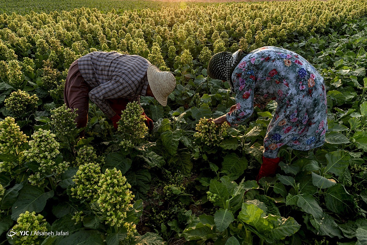عکس/ برداشت تنباکو در دشتستان بوشهر