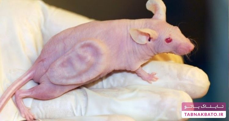 موارد عجیبی که در آزمایشگاه تولید شده‌اند؛ از دست موش تا پوست انسان!