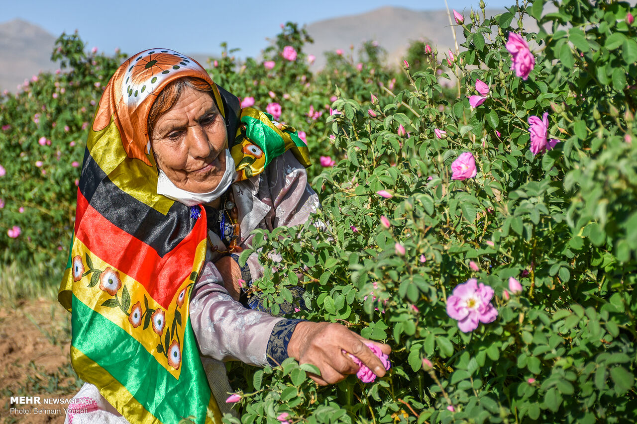 بانوی کارآفرین؛ از کانادا تا مزرعه گل محمدی در ساروق