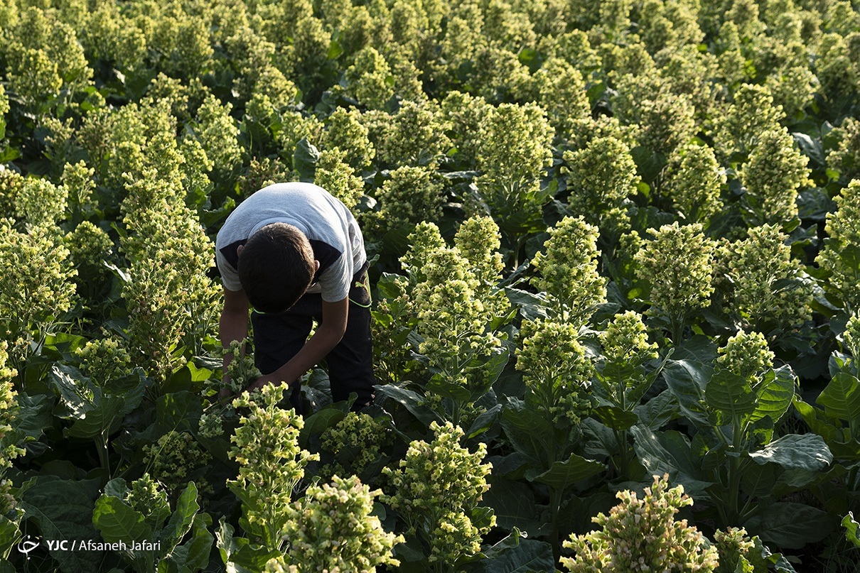 عکس/ برداشت تنباکو در دشتستان بوشهر