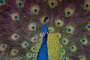 پرواز کردن طاووس رو دیده بودید؟