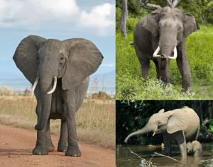 سرعت مکش خرطوم فیل، 30 برابر عطسه انسان!