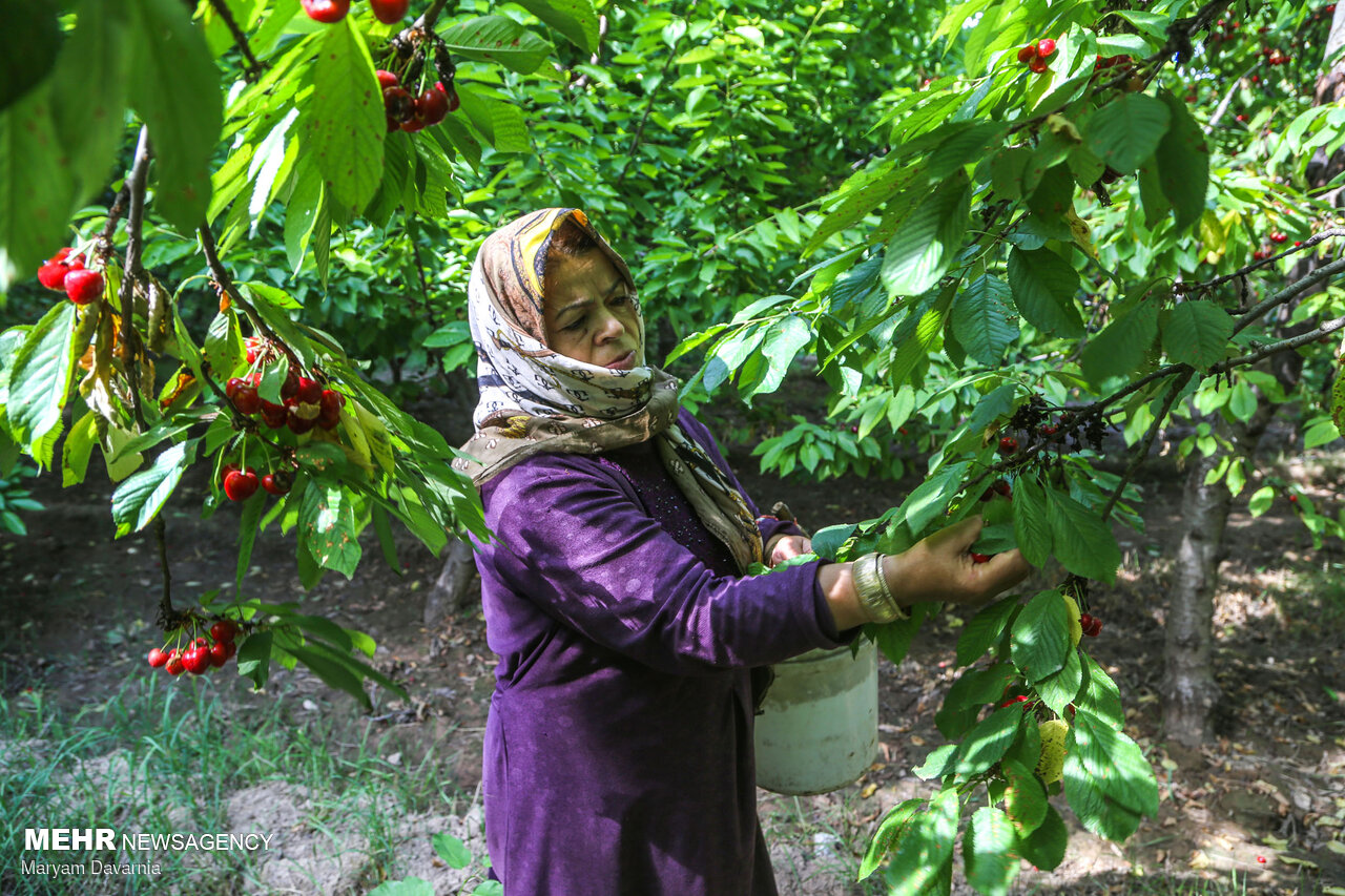 برداشت گیلاس از باغهای روستای بازخانه