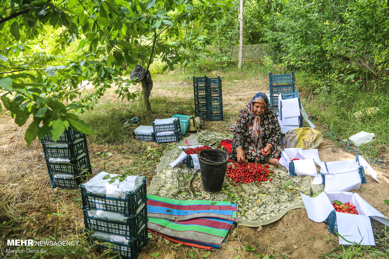 برداشت گیلاس از باغهای روستای بازخانه