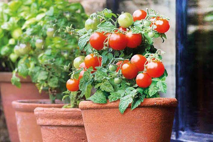 چطور در گلدان گوجه فرنگی بکاریم؟