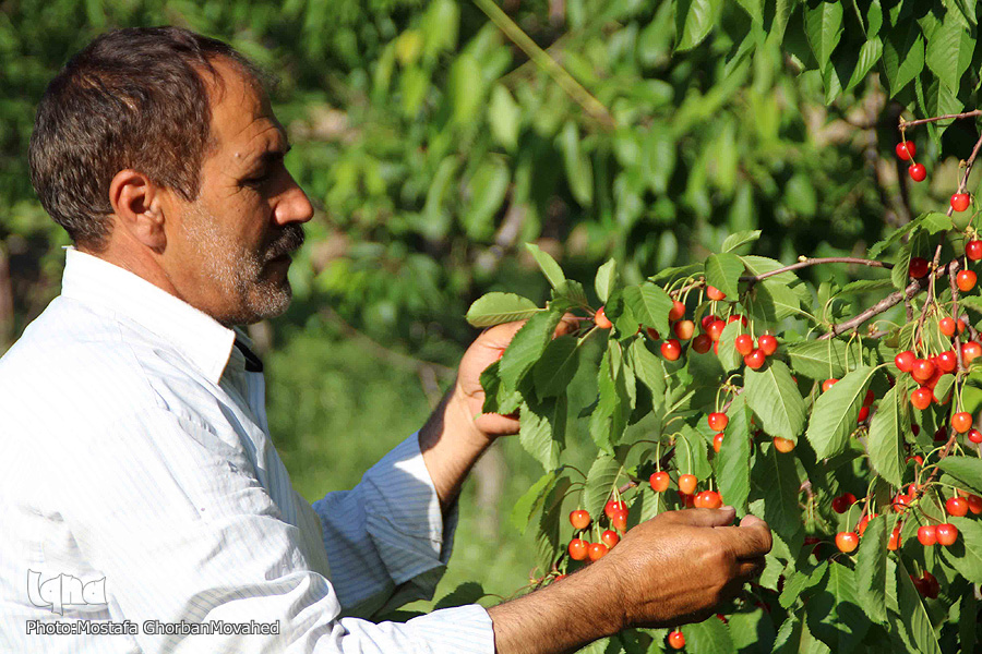 فصل برداشت گیلاس در اهر