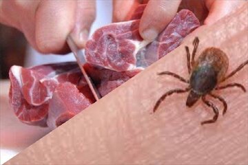 ۲ ابتلا به تب کریمه‌کنگو طی امسال