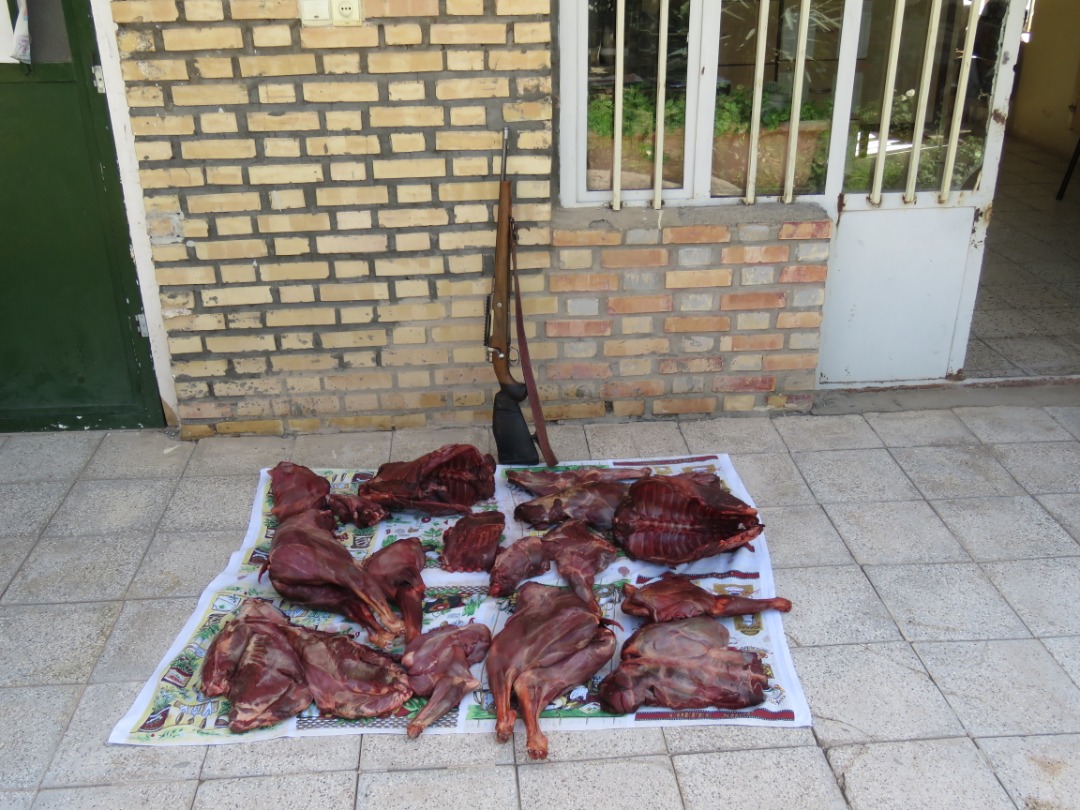 باند شکار وحوش در جغتای متلاشی شد