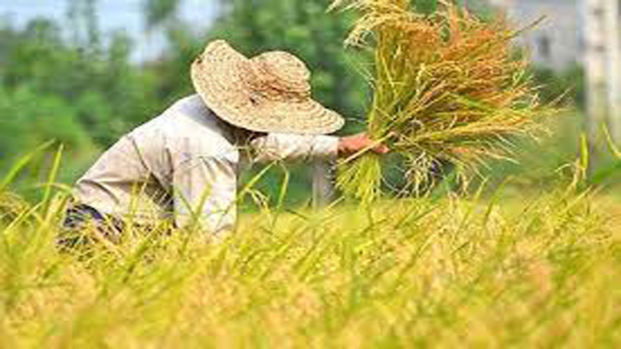 ۴۷ درصد روستاهای خراسان شمالی زکات پرداخت کردند