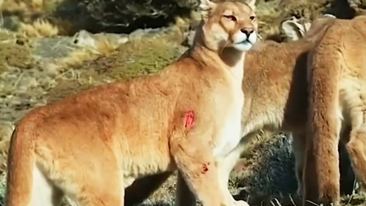 شیرهای کوهی که برای شکار گواناکو هم زخمی شدند هم باختند!