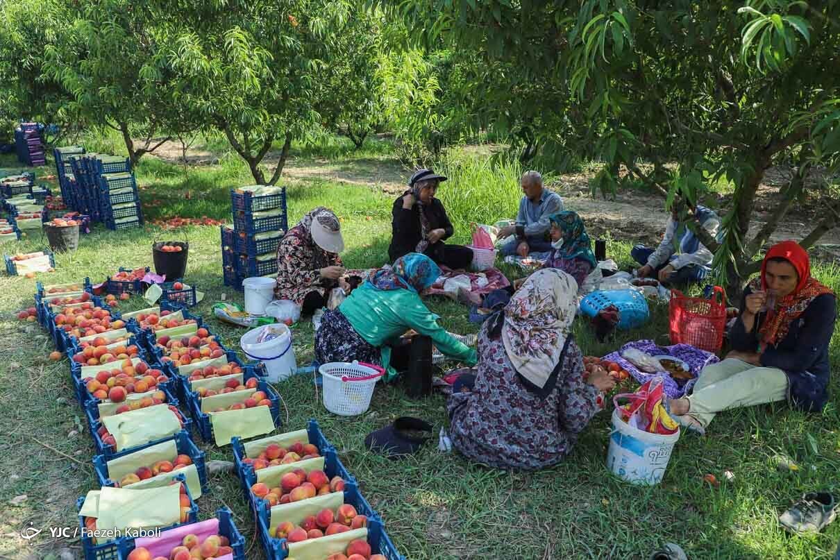 عکس/ برداشت هلو در باغات گلستان
