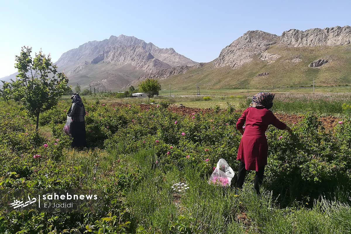 آغاز فصل برداشت گل محمدی در غرب اصفهان