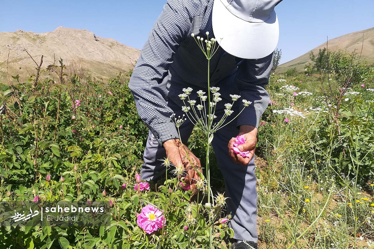 آغاز فصل برداشت گل محمدی در غرب اصفهان