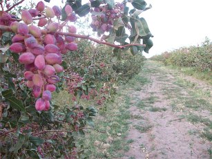 برداشت پسته برای اولین بار از باغات صحنه
