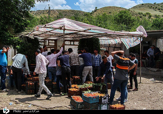 برداشت گیلاس از باغات اهر