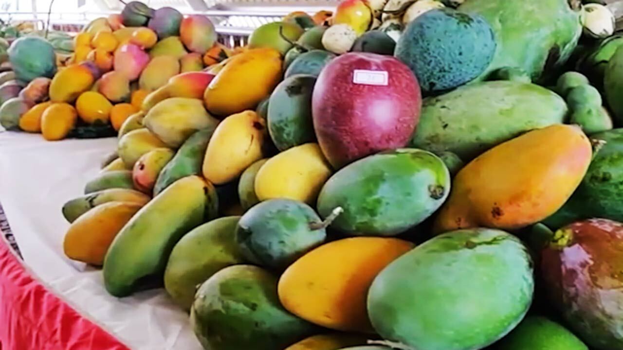 سرزمین انبه در جهان کجاست؟