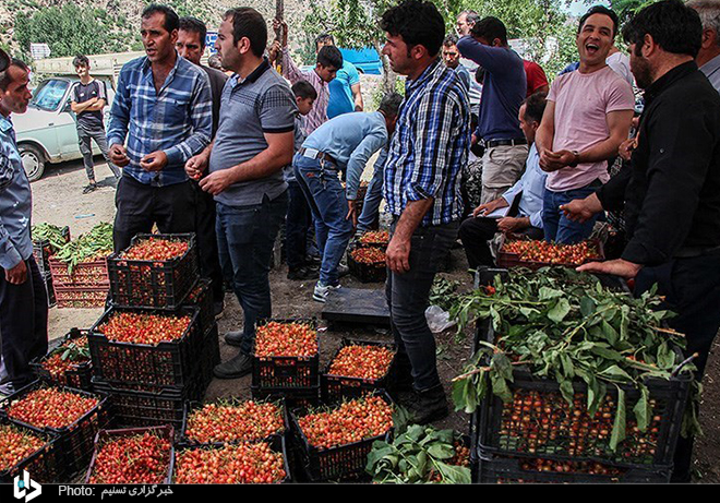 برداشت گیلاس از باغات اهر