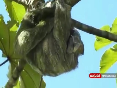 لحظه به دنیا اومدن بچه «تنبل»