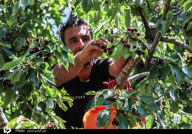 برداشت گیلاس از باغات اهر