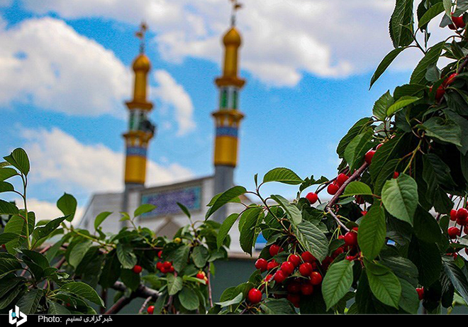 برداشت گیلاس از باغات اهر