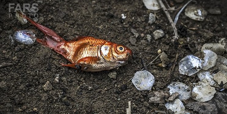 حامیان محیط‌زیست نهاوند هزاران ماهی را از مرگ نجات دادند