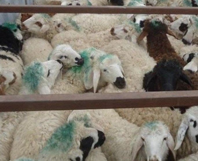 کشف ۵۰ رأس دام قاچاق در کرمانشاه