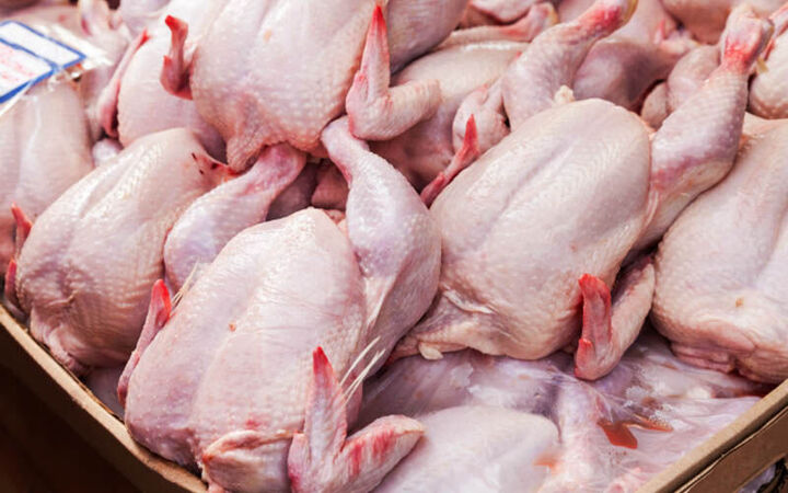 نیاز کشورهای همسایه، دلیل قاچاق مرغ از سیستان‌وبلوچستان