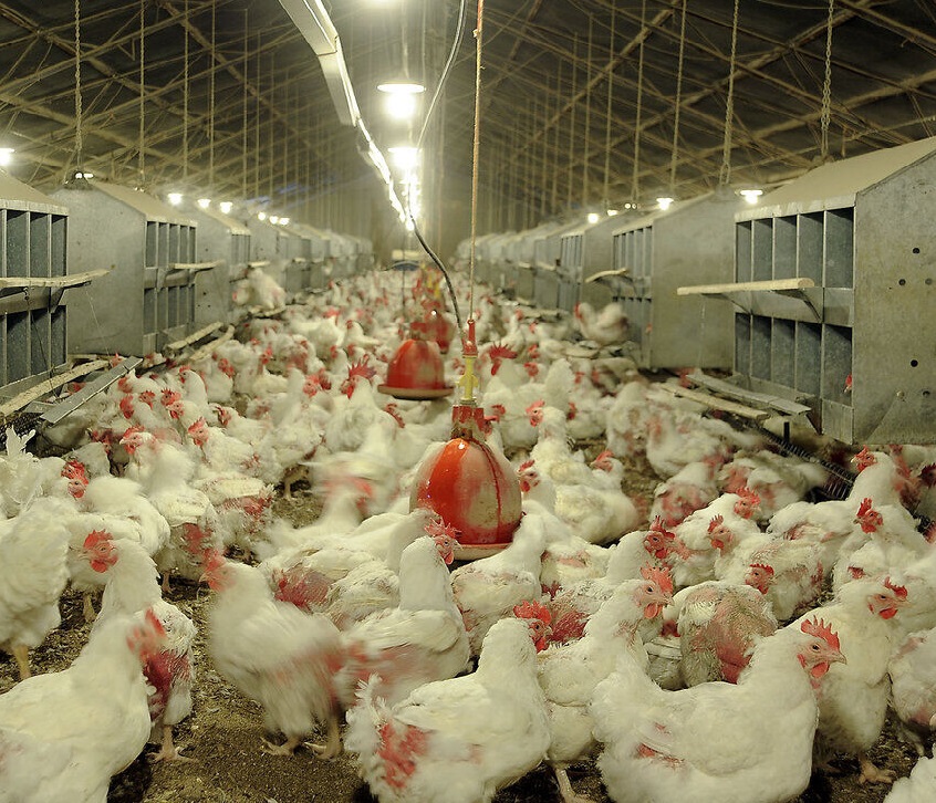 تشکیل 318 پرونده تخلف مرغ در خوزستان