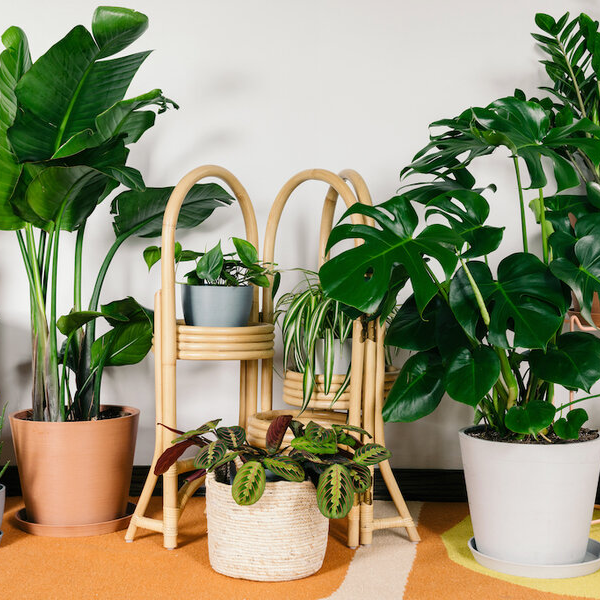  بهترین و مقاوم‌ترین گیاه‌های آپارتمانی را بشناسید