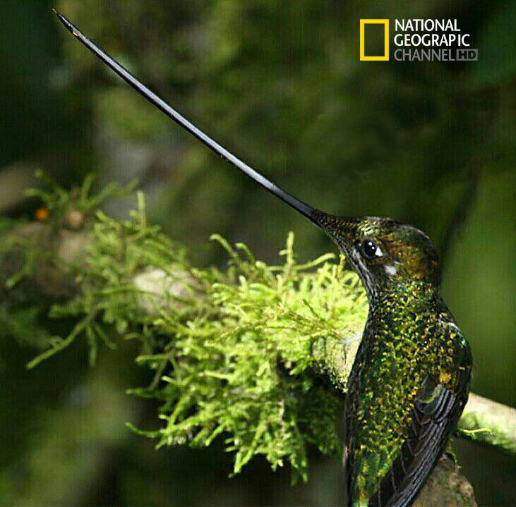 مرغ مگس خوار نوک شمشیری