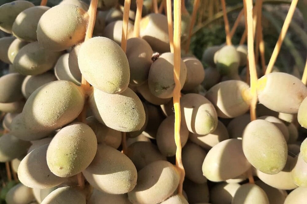تهدید کنه تارتن برای ۹۰ درصد نخیلات استان بوشهر