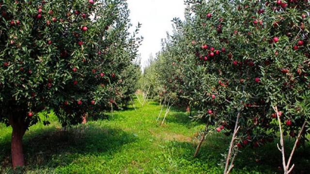 خطر خشک شدن ۸۰۰ هکتار از باغات چادگان