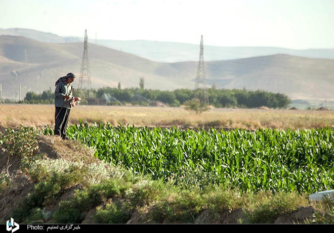 مزرعه آفتابگردان در کرمانشاه