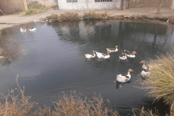 چشمه زیبای روستای غینرجه خنداب
