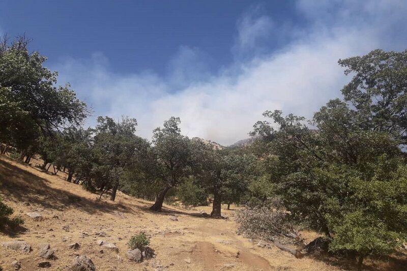 آتش در جنگل‌های بلوط روستای هنجیران دوباره شعله‌ور شد