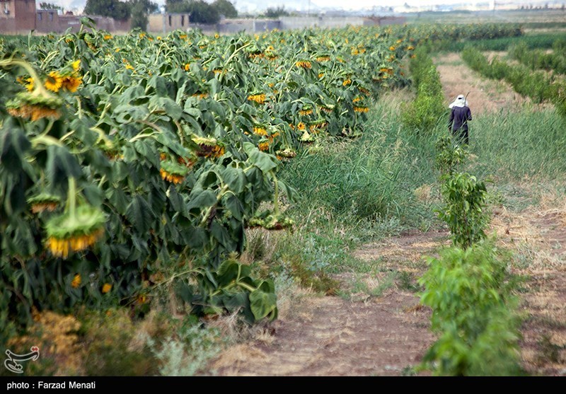 مزرعه آفتابگردان در کرمانشاه