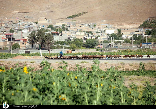 مزرعه آفتابگردان در کرمانشاه