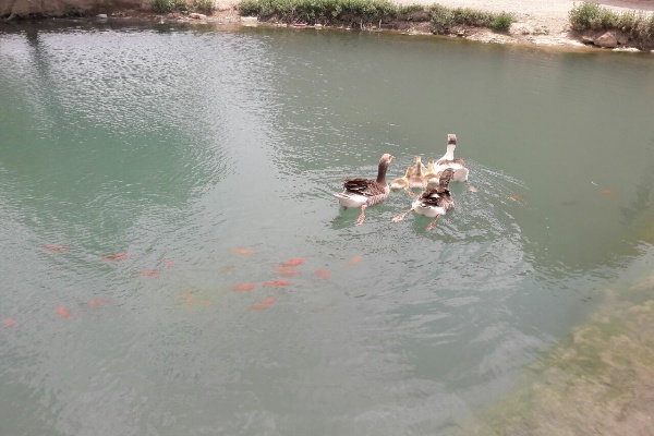 چشمه زیبای روستای غینرجه خنداب