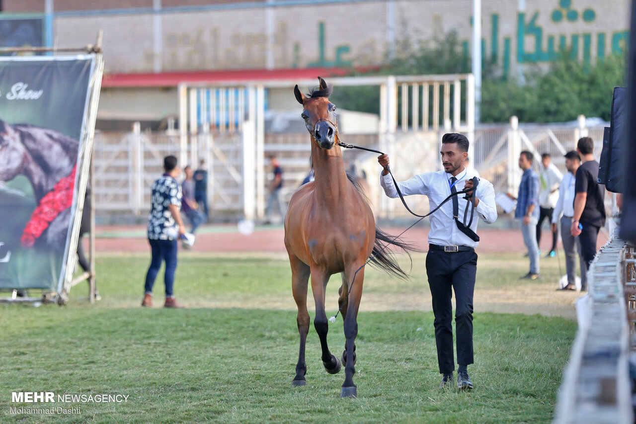 جشنواره ملی زیبایی اسب اصیل عرب در اردبیل